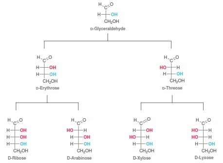 basic carbohydrate chemical structure