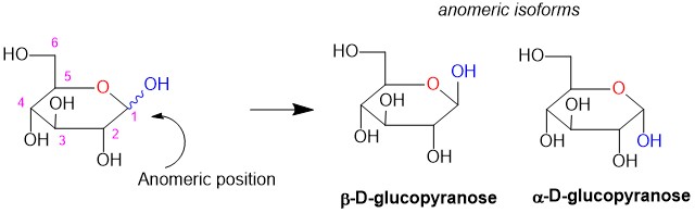 carbohydrate 3