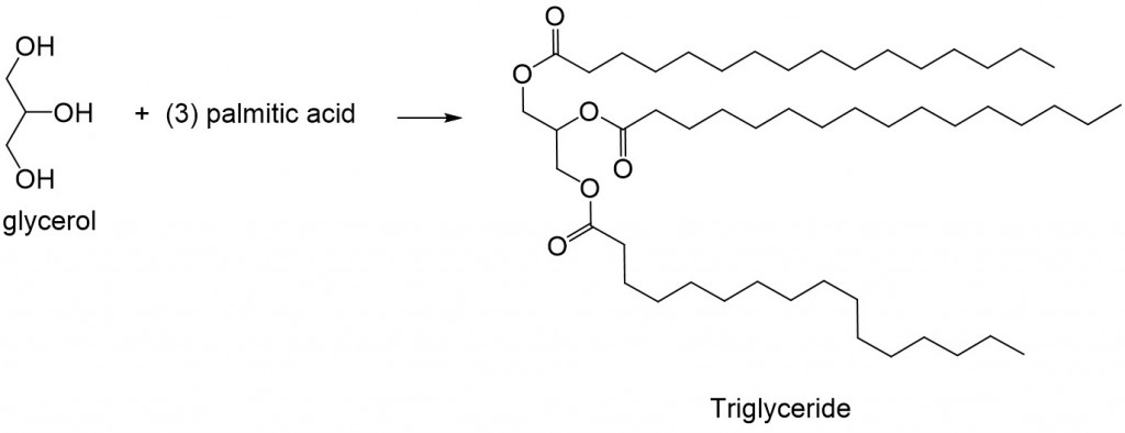 Lipid Figure 3